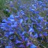 Electric Blue Penstemon -Outdoor Garden Care Shop penstemon heterophyllus electric blue 1 2