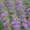 Pike's Peak Purple® Penstemon -Outdoor Garden Care Shop penstemon pikes peak purple 75797 web