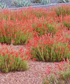 Compact Pineleaf Penstemon 7 Compact Pineleaf Penstemon -Outdoor Garden Care Shop penstemon pinifolius compactum agave neomexicana cropped