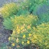Yellow Pineleaf Penstemon -Outdoor Garden Care Shop penstemon pinifolius merseae yellow 75764 1 web 1