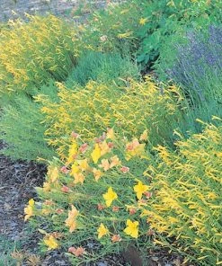 Yellow Pineleaf Penstemon