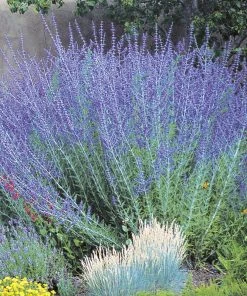 August Afternoons Pre-Planned Garden