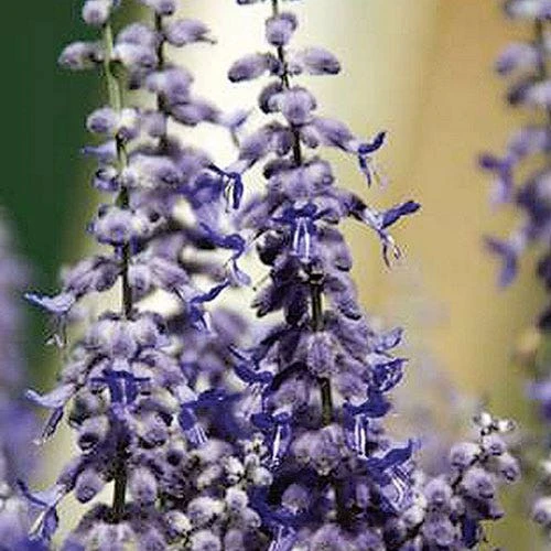 Lacey Blue Russian Sage 4 Lacey Blue Russian Sage - Image 2
