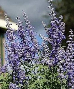 Lacey Blue Russian Sage 7 Lacey Blue Russian Sage -Outdoor Garden Care Shop perovskia atriplicifolia lacy blue 76615 2 web