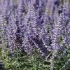 Lacey Blue Russian Sage 1 Lacey Blue Russian Sage -Outdoor Garden Care Shop perovskia atriplicifolia lacy blue 76615 3 web