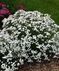 Peter Cottontail Yarrow