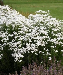 Peter Cottontail Yarrow 8 Peter Cottontail Yarrow -Outdoor Garden Care Shop peter cottontail yarrow 3 4