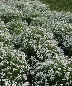 Peter Cottontail Yarrow 9 Peter Cottontail Yarrow -Outdoor Garden Care Shop peter cottontail yarrow 4 4