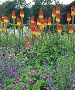 Pfitzer Red Hot Poker Mix 7 Pfitzer Red Hot Poker Mix -Outdoor Garden Care Shop pfitzer red hot poker