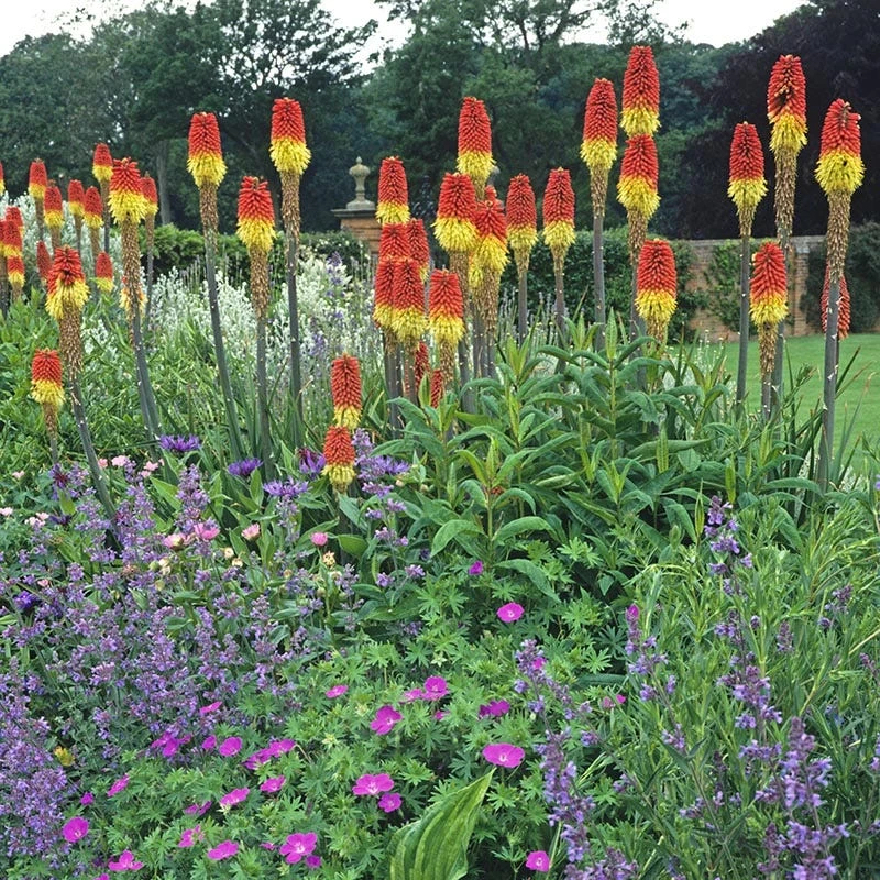 Pfitzer Red Hot Poker Mix 5 Pfitzer Red Hot Poker Mix - Image 3