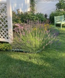 Phenomenal Lavender -Outdoor Garden Care Shop phenomenal lavender 1