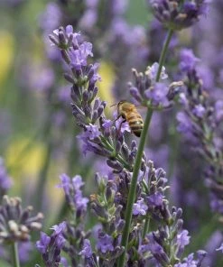 Long Blooming Lavender Collection 10 Long Blooming Lavender Collection -Outdoor Garden Care Shop phenomenal lavender