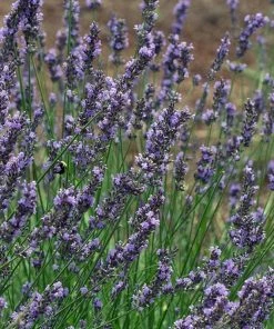 Phenomenal Lavender -Outdoor Garden Care Shop phenomenal lavender close up 1