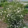 Cheyenne® Mock Orange 1 Cheyenne® Mock Orange -Outdoor Garden Care Shop philadelphus lewisii pwy01s cheyenne mock orange plant select