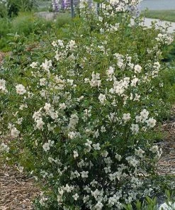 Cheyenne® Mock Orange