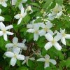 Desert Snow Mock Orange (Philadelphus) 1 Desert Snow Mock Orange (Philadelphus) -Outdoor Garden Care Shop philadelphus microphyllus desert snow