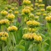 Hardy Jerusalem Sage (Phlomis) -Outdoor Garden Care Shop phlomis russeliana lampwick plant jerusalum sage 3