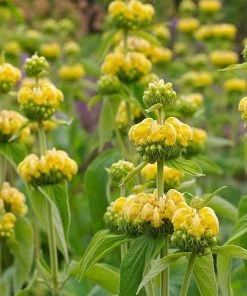 Hardy Jerusalem Sage (Phlomis)