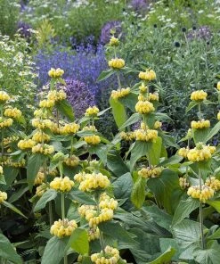 Hardy Jerusalem Sage (Phlomis) -Outdoor Garden Care Shop phlomis russeliana lampwick plant jerusalum sage 4