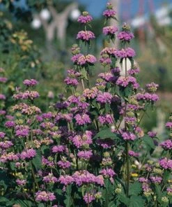 Kashmir False Sage (Phlomis) -Outdoor Garden Care Shop phlomis cashmeriana 77103 3 web