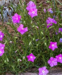 Perfect Pink Santa Fe Phlox -Outdoor Garden Care Shop phlox nana perfect pink 1