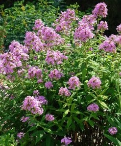 Jeana Garden Phlox 7 Jeana Garden Phlox -Outdoor Garden Care Shop phlox paniculata jeana flowers