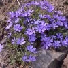 Violet Pinwheels Phlox -Outdoor Garden Care Shop phlox violet pinwheels 1