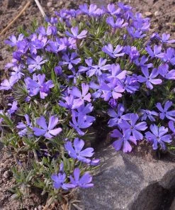 Violet Pinwheels Phlox