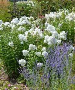 David Garden Phlox -Outdoor Garden Care Shop phlox david and perovskia 2 1 1
