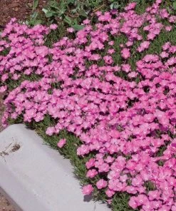 Perfect Pink Santa Fe Phlox -Outdoor Garden Care Shop phlox nana perfect pink 77114 2 web 1