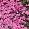 Perfect Pink Santa Fe Phlox 1 Perfect Pink Santa Fe Phlox -Outdoor Garden Care Shop phlox nana perfect pink 77114 web 1 1