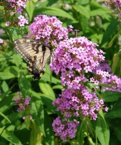Serene Shade Pre-Planned Garden -Outdoor Garden Care Shop phlox pani jeana flw 300 2 1 1