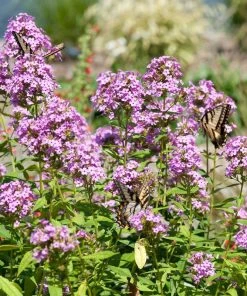 Jeana Garden Phlox