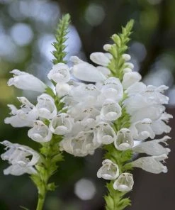 Summer Dreams Pre-Planned Garden -Outdoor Garden Care Shop physostegia virginiana crystal peak white obedient plant 14 1