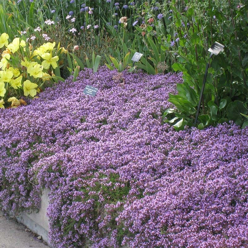 Tread On Me Evergreen Groundcover Collection 3 Tread On Me Evergreen Groundcover Collection