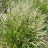 Pixie Fountain Tufted Hair Grass -Outdoor Garden Care Shop pixie fountain tufted hair grass