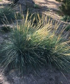 Mini Oat Grass (Poa) 7 Mini Oat Grass (Poa) -Outdoor Garden Care Shop poa secunda var juncifolia garden growing