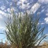 Mini Oat Grass (Poa) -Outdoor Garden Care Shop poa secunda var juncifolia sky