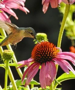 Pollinator Paradise Pre-Planned Garden -Outdoor Garden Care Shop pollinator ppg 1