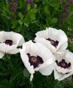 Royal Wedding Oriental Poppy -Outdoor Garden Care Shop poppy royal wedding and baptisia twilight ablanton