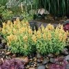 Poquito™ Butter Yellow Agastache 1 Poquito™ Butter Yellow Agastache -Outdoor Garden Care Shop poquito butter yellow agastache 1