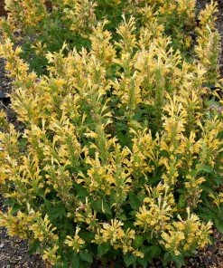 Poquito™ Butter Yellow Agastache -Outdoor Garden Care Shop poquito butter yellow agastache 3