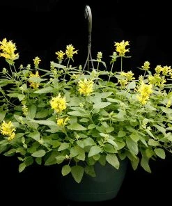Poquito™ Butter Yellow Agastache -Outdoor Garden Care Shop poquito butter yellow agastache 5