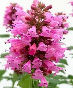 Poquito™ Lavender Agastache 7 Poquito™ Lavender Agastache -Outdoor Garden Care Shop poquito lavender agastache close up