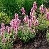 Poquito™ Lavender Agastache -Outdoor Garden Care Shop poquito lavender agastache garden