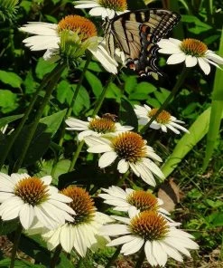 PowWow® White Echinacea -Outdoor Garden Care Shop powwow white coneflower 1