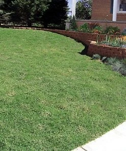 Prestige™ Buffalo Grass Plugs