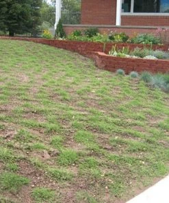 Prestige™ Buffalo Grass Plugs -Outdoor Garden Care Shop prestige2months 1