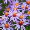 Professor Kippenberg New York Aster 1 Professor Kippenberg New York Aster -Outdoor Garden Care Shop professor kippenberg aster