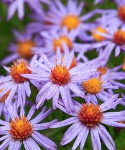Professor Kippenberg New York Aster